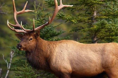 Evening Wildlife Safari