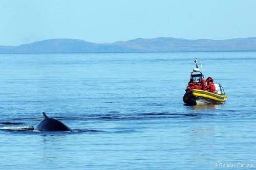 Small Group Whale Watching Cruise from Tadoussac or Baie-Ste-Catherine