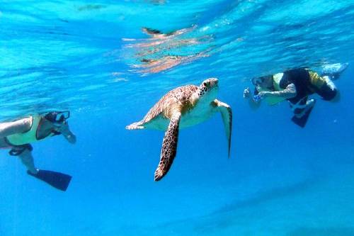 Turtle Cove Catamaran Snorkel and Sail Adventure at Buck Island