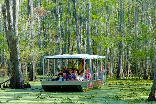 New Orleans Swamp and Bayou Boat Tour (With Transportation)